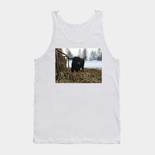 Scottish Highland Cattle Bull 1915 Tank Top